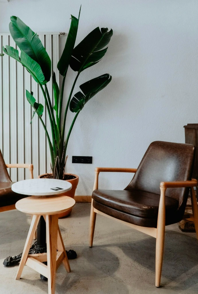 green indoor plant beside brown wooden table